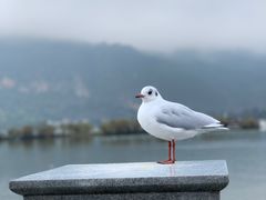 -海埂大坝