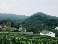 -龙井村