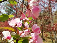 -崂山巨峰游览区