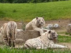 -北京野生动物园