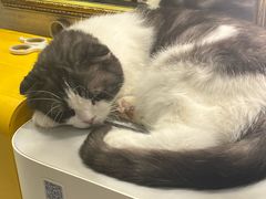 -猫小院猫主题餐厅(南锣旗舰店)
