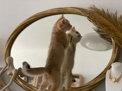 -lincat·猫舍(广州店)