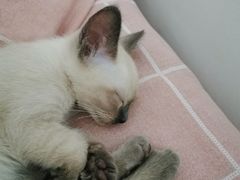 -宠爱国际动物医院· 猫科· 外科·中兽医(长白店)