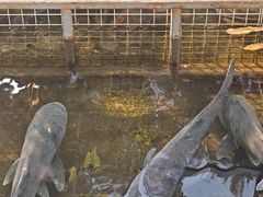 -野蔓果·山野菜(西湖景区·龙井茶田店)