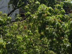 -重元寺香积厨素斋馆