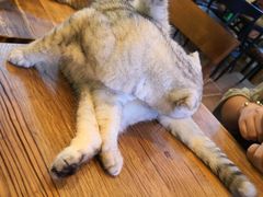 -李小姐の猫咖啡馆(五角场店)