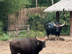 -清迈夜间动物园