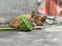 -铁道游击队纪念馆