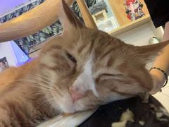 -平行世界·猫咖(首经贸店)