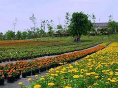 -三圣花乡旅游区