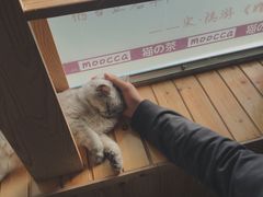-猫的茶·猫咖