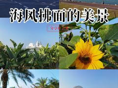 -野狸岛