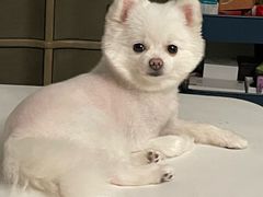-伟伟宠物医院·CT影像中心·瑞派犬猫综合性门诊(汉口总院)