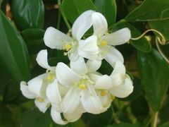 -广州神农草堂中医药博物馆