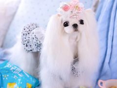 -萌宠之家·腊肠犬·马尔泰·小体犬舍