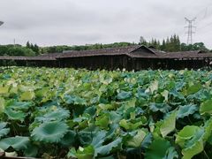 -军山湖云水间生态农业旅游景区