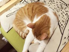 猫咖时代-猫咖时代(中山亭店)