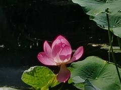 -望江楼公园