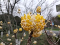 -青枫公园