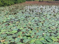 -大湾区中央湿地公园