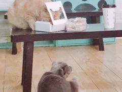 -萌喵宠狗爱心宠咖