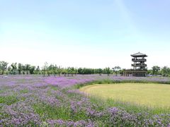 -杭州湾海上花田景区