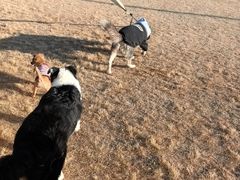 -趣玩宠物乐园寄养训犬训狗游泳池
