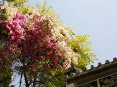 -深圳国际园林花卉博览园