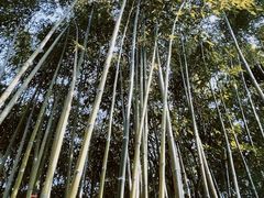 -龙华寺