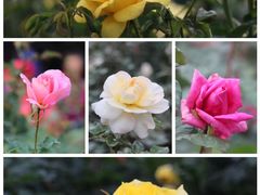 -人民公园(罗湖区)