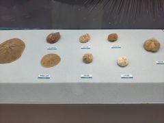 -陕西自然博物馆