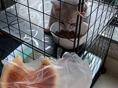 -艾贝尔宠物医院·24H转诊中心·肿瘤猫专科(江宁双龙店)