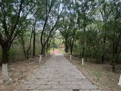 -云岗森林公园