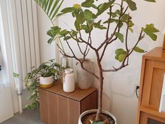 -团子君寿司·茶