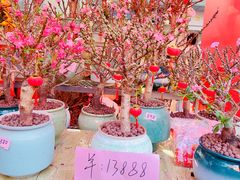-越秀西湖花市(广州城市广场花卉店)