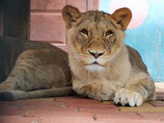 -大连森林动物园