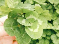 -青峰峡国家森林公园