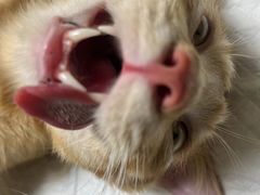 -乐琪宠物医院·犬猫专科·骨外科·急重症