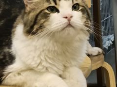 -柴迷FANS CLUB·柴犬狗咖·猫咖