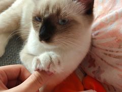 -佳怡动物医院·平价24小时·猫专科骨外科