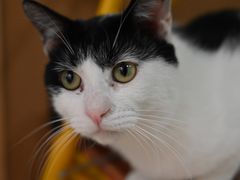 -猫在这儿猫咪咖啡馆·撸猫馆