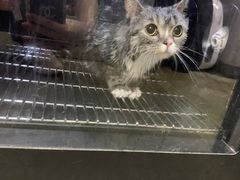 -PETKIT小佩宠物·低压洗护(国顺东路店)