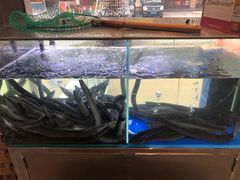 -本炙炭烤·蒲烧活鳗料理店(金沙洲店)