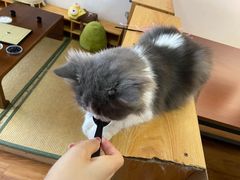 -猫爪屋猫咖(乐汇城店)