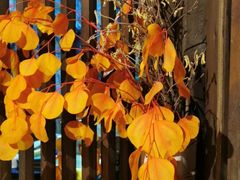 -The Flowers Coffee(南山店)