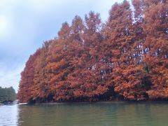 -上海海湾国家森林公园