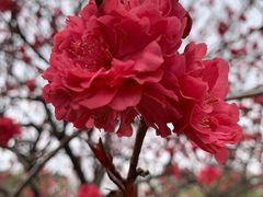 -洛阳郁金香牡丹园