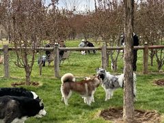 -爪吧宠物乐园 (温榆河示范区店)