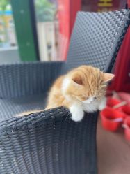 -小蜜蜂农场(凯德七宝购物广场店)