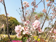 -王借岗森林公园